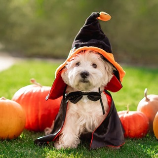 Halloween Costume AI 🎃 Photo &amp; Pet Costumes