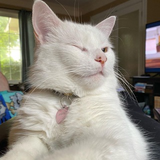 SmudgeLord